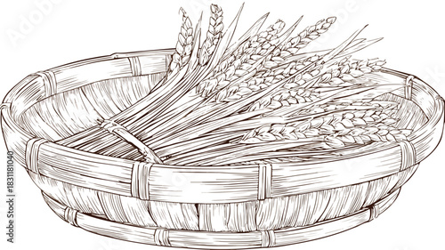Harvested wheat creatively arranged in bamboo basket drawing for designs