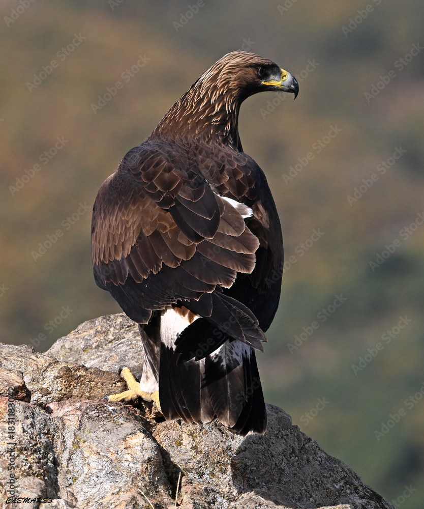 Fototapeta premium a majestic golden eagle in the mountain