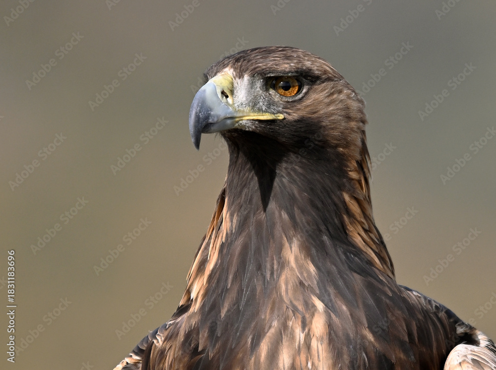 Fototapeta premium a majestic golden eagle in the mountain