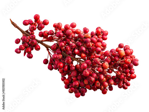 Frozen red berries on a branch