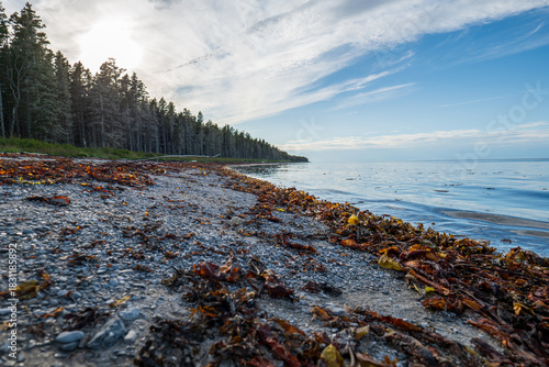 Calm Ocean, Low Tide, Wet Rocks, Seaweed Patterns, and Overcast Sky Creating a Minimalist Coastal Landscape in Grand Makasti, Anticosti Island, Quebec, Canada