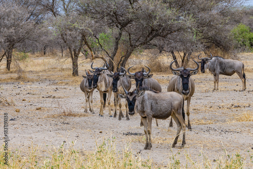 Wildebeests (Connochaetes) at the Serengeti national park, Tanzania. Great migration. Wildlife photo