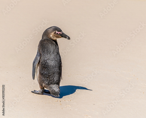 A close up view of an African Penguin looking over his shoulder on Boulders Beach, South Africa in springtime