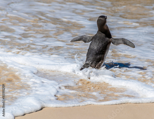 A close up view of an African Penguin entering the water on Boulders Beach, South Africa in springtime