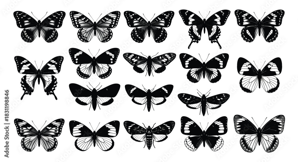 Fototapeta premium Vector collection of butterfly silhouettes showcasing diverse wing shapes and patterns, graphic illustration, isolated black designs, flat style, top view