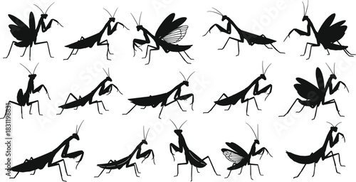 Praying mantis silhouette icon set, black vector insect poses, wing leg posture variations, entomology design, biology illustration