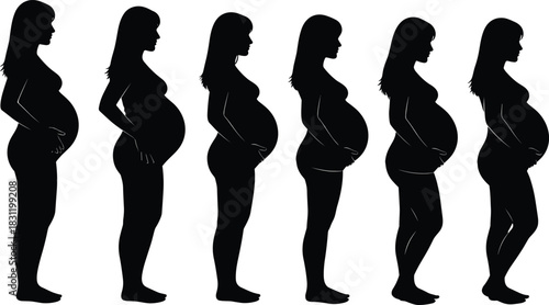 Pregnancy silhouette stages, side profile woman, growing belly, fetal development, maternity timeline, medical illustration, prenatal concept, vector art