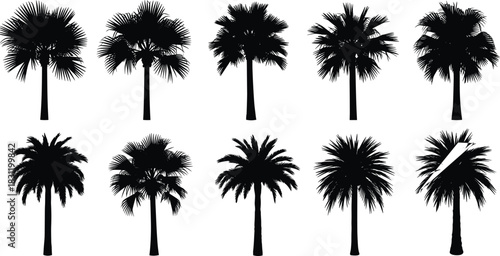Palm tree silhouette set, black and white tropical icons, botanical shapes, frond variation, exotic plant design, landscape element