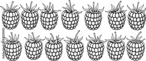 Raspberry illustration set, black and white fruit drawing, botanical contour, stylized berry texture, hand-drawn food art, nature grid
