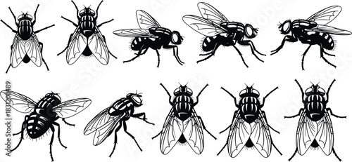 Fly illustrations in black and white, insect anatomy vector set, entomology graphics, detailed poses, biological sketch collection