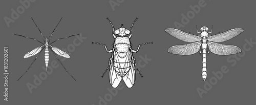 Detailed ink drawings of mosquito, fly, and dragonfly on dark background.