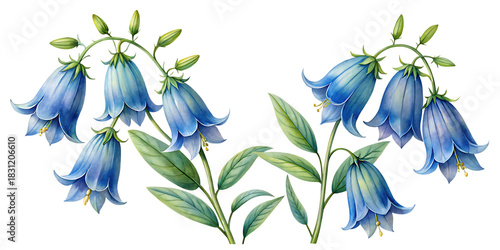 Watercolor illustration of bluebell flowers with green leaves on a transparent background