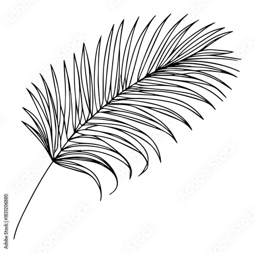 Tropical palm leaf sketch, botanical nature element vector illustration, isolated plant frond line art