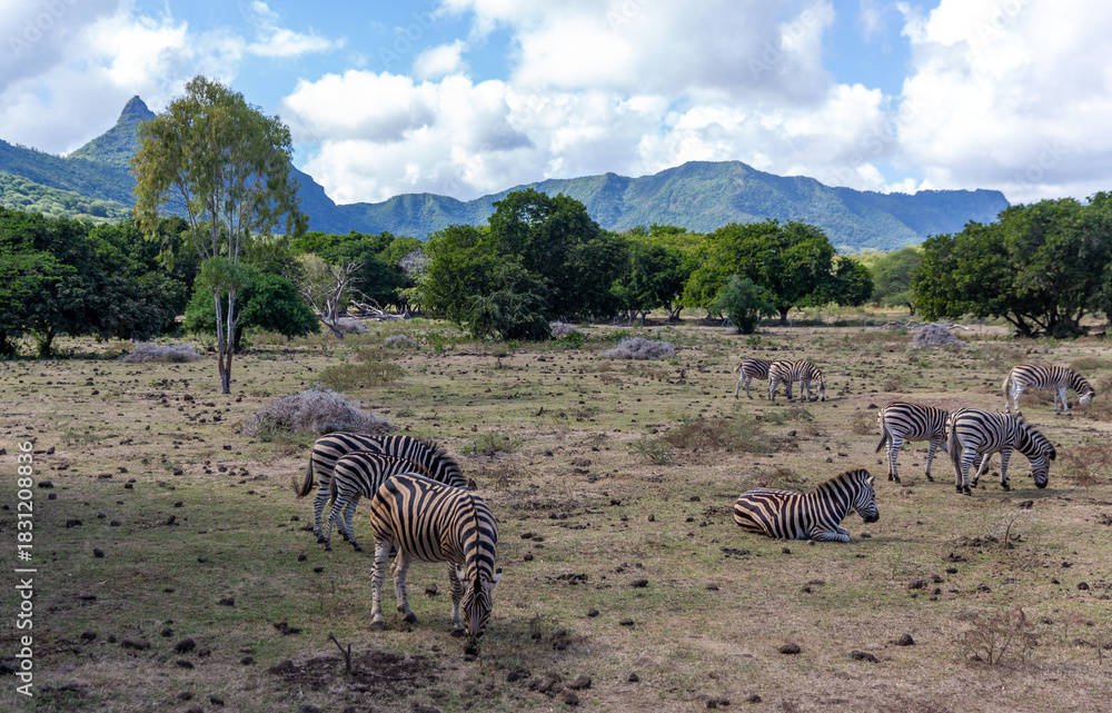 Naklejka premium Zebras grazing in a field at Casela Nature Parks, Mauritius