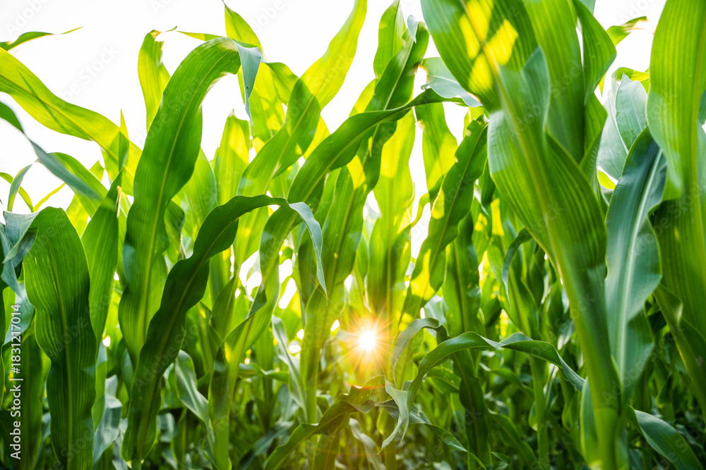 Obraz premium Green corn field with sunlight shining through leaves in bright summer morning
