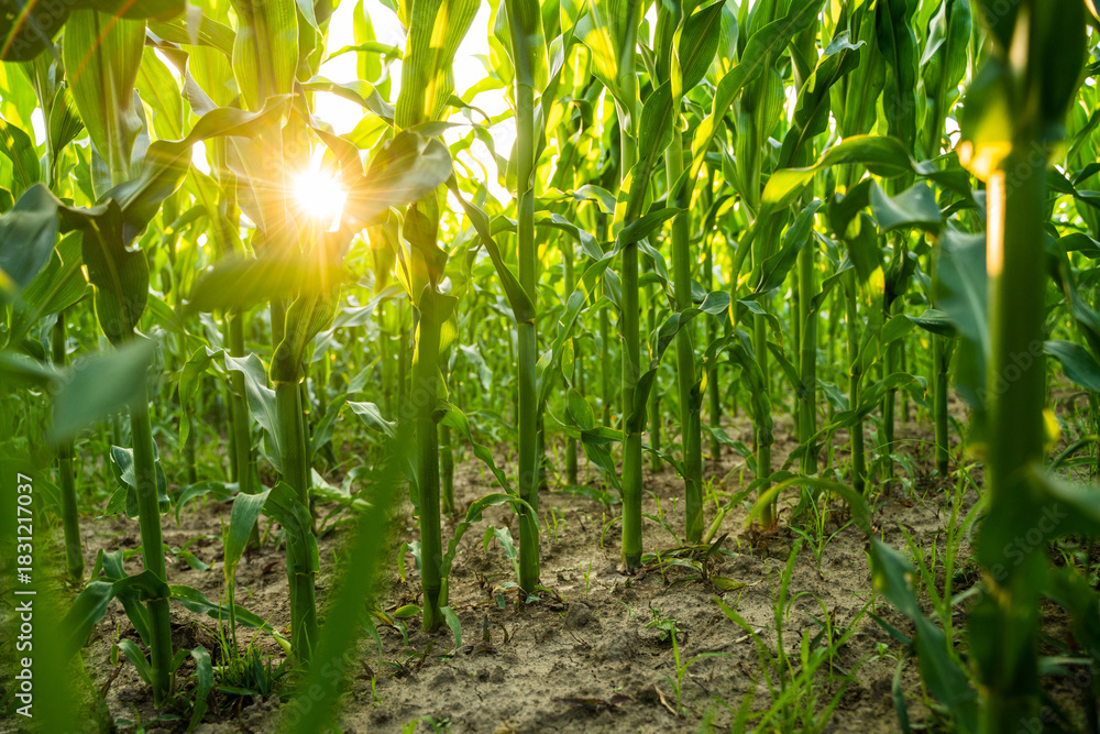 Obraz premium Corn field at sunset with sun rays shining through green plants and earthy soil