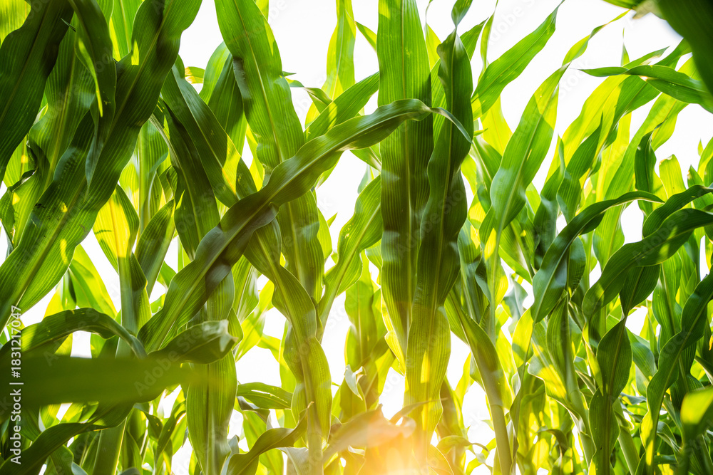 Naklejka premium Green corn plants and leaves under bright sunlight symbolizing healthy summer agriculture