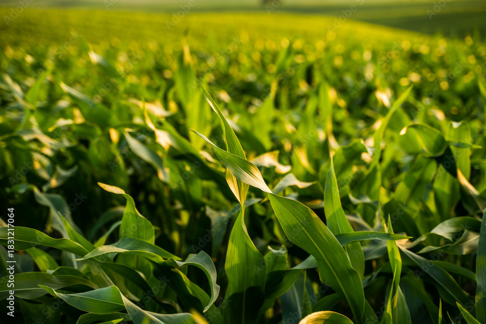 Naklejka premium Green corn field landscape with sunlight and depth of field creating natural summer scene