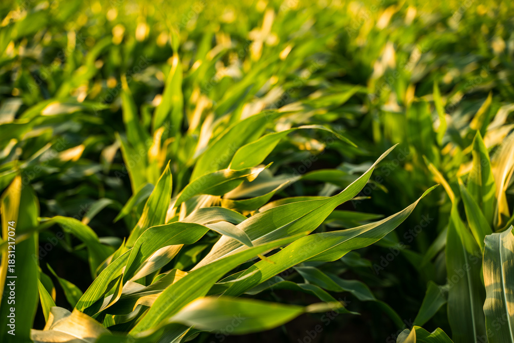Obraz premium Corn field close-up with green leaves glowing in golden sunlight during summer evening