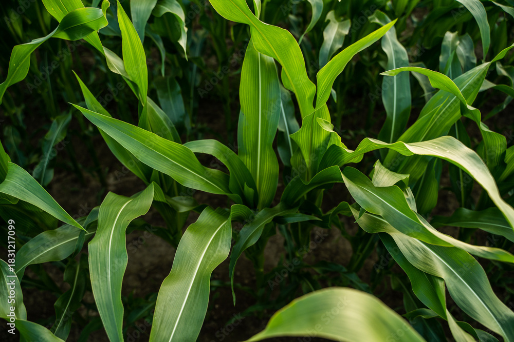 Naklejka premium Young corn plants with green leaves growing in field symbolizing natural agricultural development