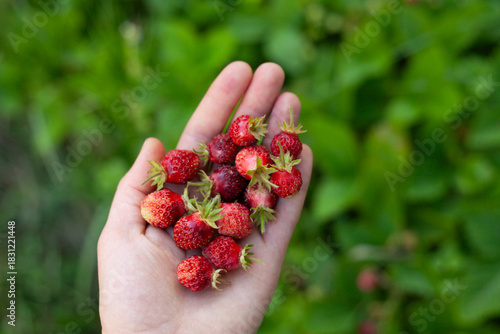Musk Strawberry delicious fruit -  Fragaria moschata is a rare plant, its berries are used in fine dining and grown in a kitchen soft fruit garden, native to Europe.