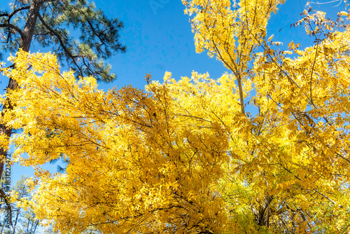 sunny autumn foliage scenery, bright yellow canopy amid vast tranquil landscape and open horizon
