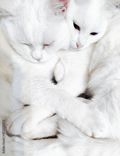 Two white cats cuddling together in a cozy setting