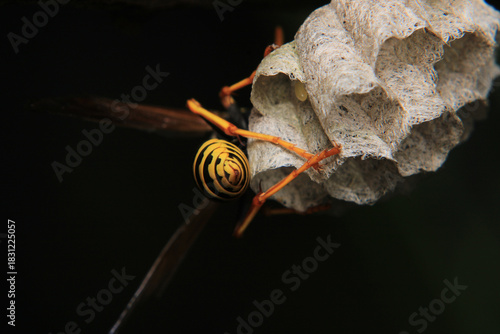 european yellow wasp macro photo	