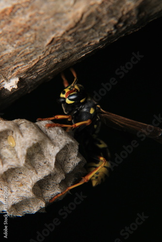 european yellow wasp macro photo	