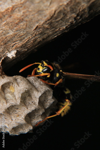european yellow wasp macro photo	
