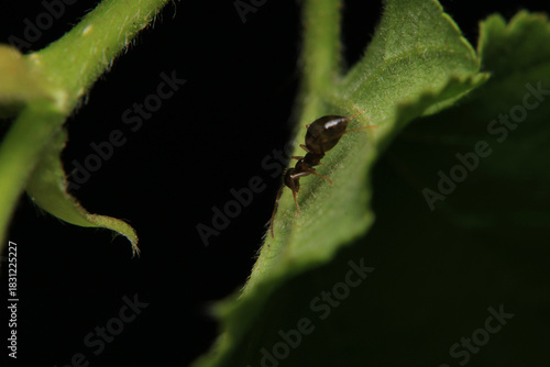 Black carpenter ant macro photo	