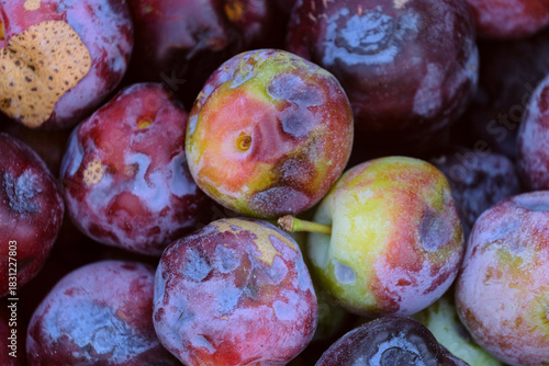 Deformed plum fruits infected with smallpox close