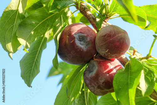 The fruits on the branch are infected plum pox poty virus