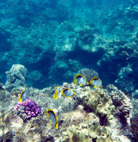 Close view of reef