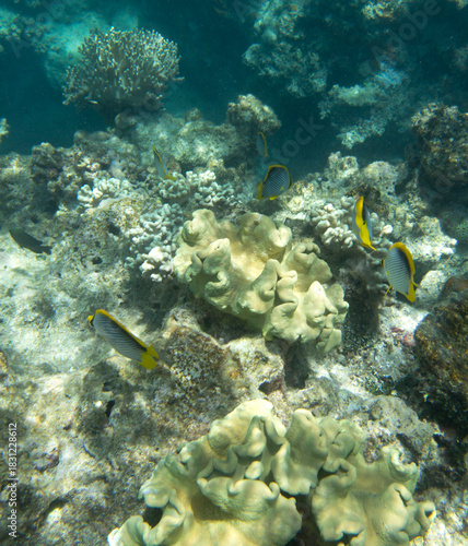 Close view of reef