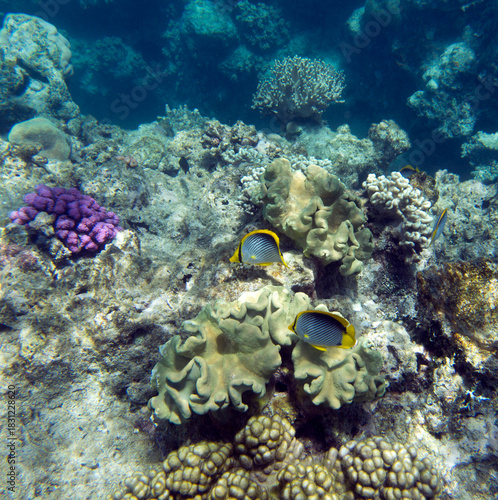 Close view of reef