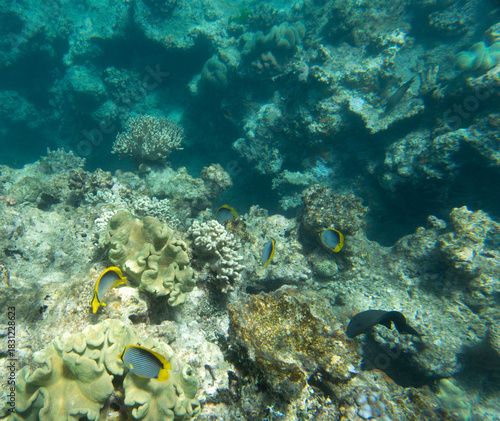 Close view of reef