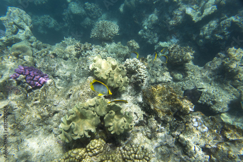 Close view of reef