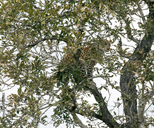 Photo of leopard on tree