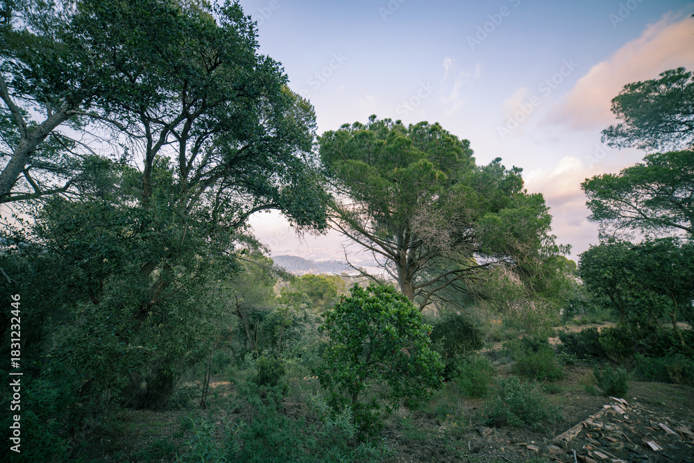 Obraz premium Forest with trees and a clear blue sky