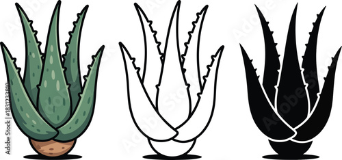 Aloe vera silhouette & Outline and illustration set isolated on transparent background