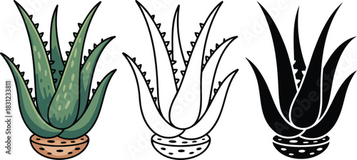 Aloe vera silhouette & Outline and illustration set isolated on transparent background