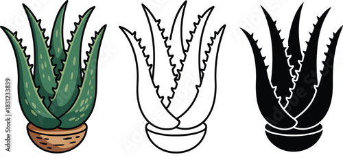 Aloe vera silhouette & Outline and illustration set isolated on transparent background