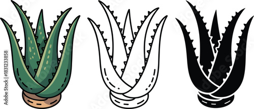 Aloe vera silhouette & Outline and illustration set isolated on transparent background