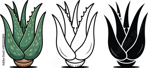 Aloe vera silhouette & Outline and illustration set isolated on transparent background
