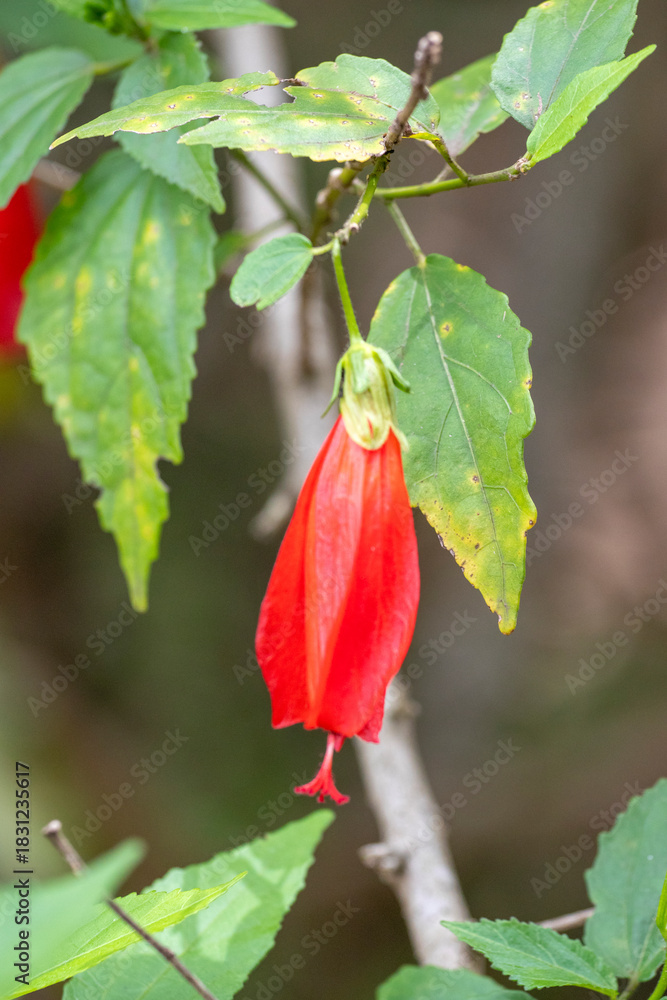 Fototapeta premium Red Turk's Cap flower (Malvaviscus arboreus) in vertical close-up. Framed by green foliage, with selective focus and bokeh. Nature, flora, ornamental.