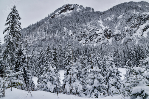 Fototapeta Naklejka Na Ścianę i Meble -  Tatra National Park in Poland.
Snowy winter landscape. Snow covered trees in forest.
