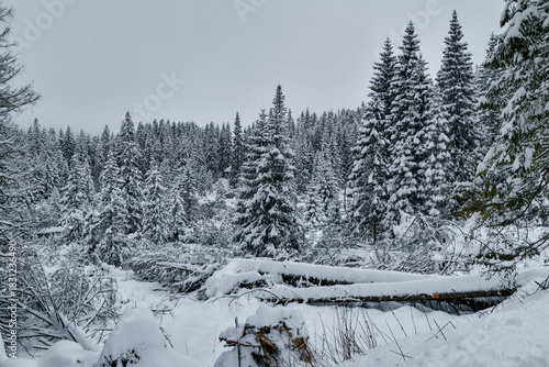 Fototapeta Naklejka Na Ścianę i Meble -  Tatra National Park in Poland.
Snowy winter landscape. Snow covered trees in forest.