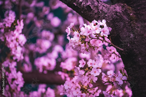 purple lilac flowers