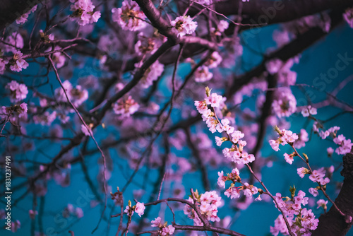 pink flowers in the wind